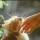 sova_23