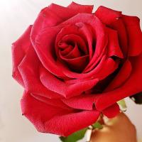 I_love_flowers
