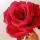 i_love_flowers