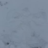 Д