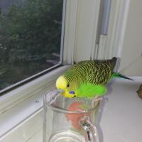 ксения