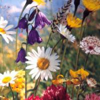 flowergirl 