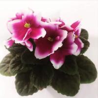 Назик🌸