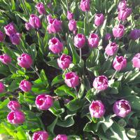 ЛАТЫПОВА НАДЕЖДА 