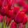 dds_mm555