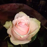 Лена Иванова