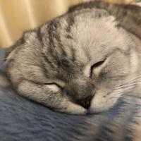 Мика