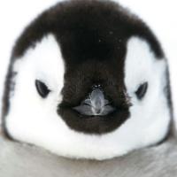 ЧиллиВилли