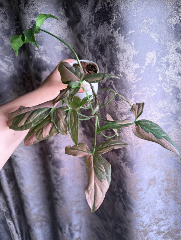post image 4