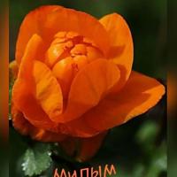 Киви