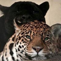 Botasha