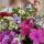 _nastya_b