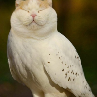 Катя