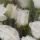 bilberry