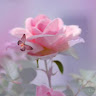 Rose tender rose