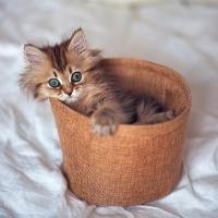Аня Хащенко