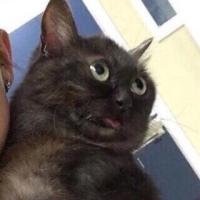 umaaaaaa