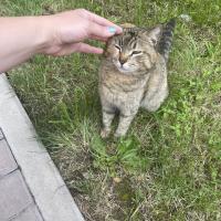 Асель