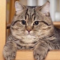 Настя