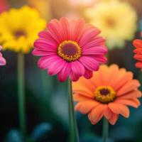 Познаю дзен