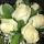 lizzi28