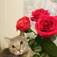 Эльвина