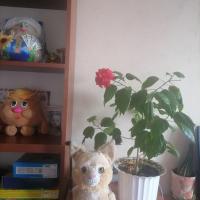 Элина
