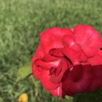 мария