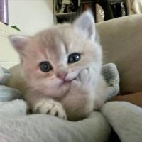 Lala