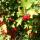 star_777