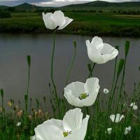 Sabina