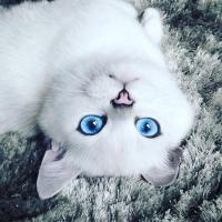 Фатима Алидибирова