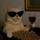 catnwine