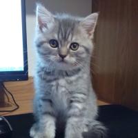 Иришка Котик