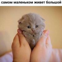 Врвоов