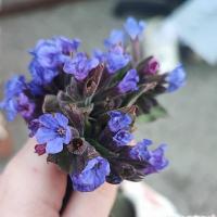 Алена