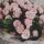 chistiy_dom05_