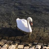 Ольга 