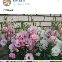 Регина