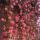 rahima_mr