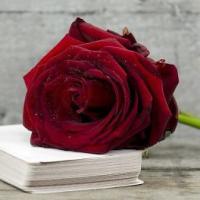 🌹🌹🌹