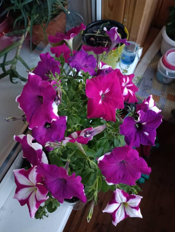 post image 4