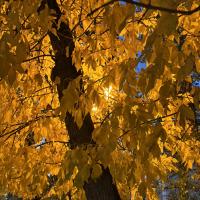 Айшат Эседова