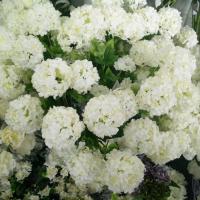 Юлия Клейн