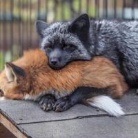 Кристина