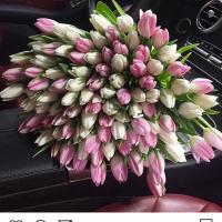 Алима