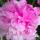 valerias_mom