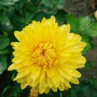 Айгерим Кенжегараева