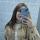 i_rina11223