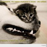 Земфира